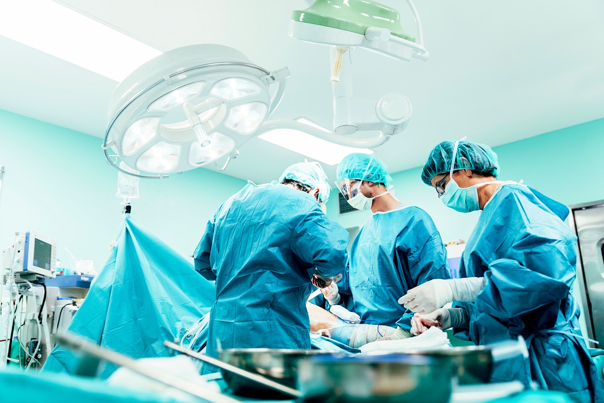 Première mondiale : transplantation d’un rein de porc sur un patient ...