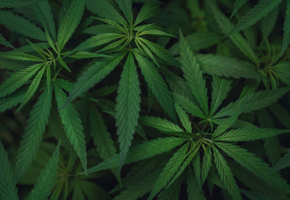 cannabis
