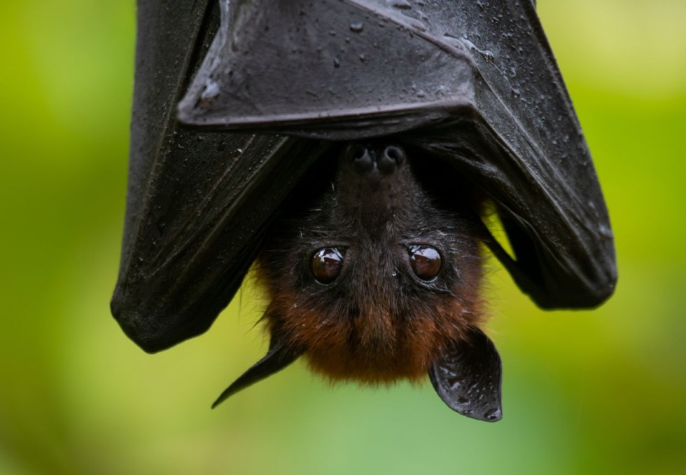 chauve souris