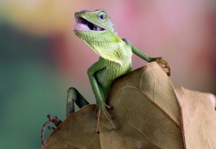 lézard