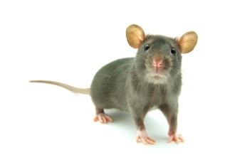 rat