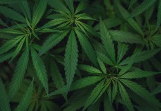 Cannabis 