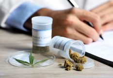 Cannabis_Africa Studio_Adobe Stock