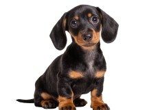 chien