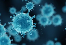 Hantavirus