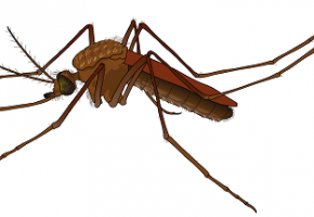 Cellulite Infectieuse Un Bebe Hospitalise A Toulouse Apres Des Piqures De Moustiques Egora Fr