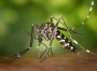 Le moustique aedes transmet le virus Zika